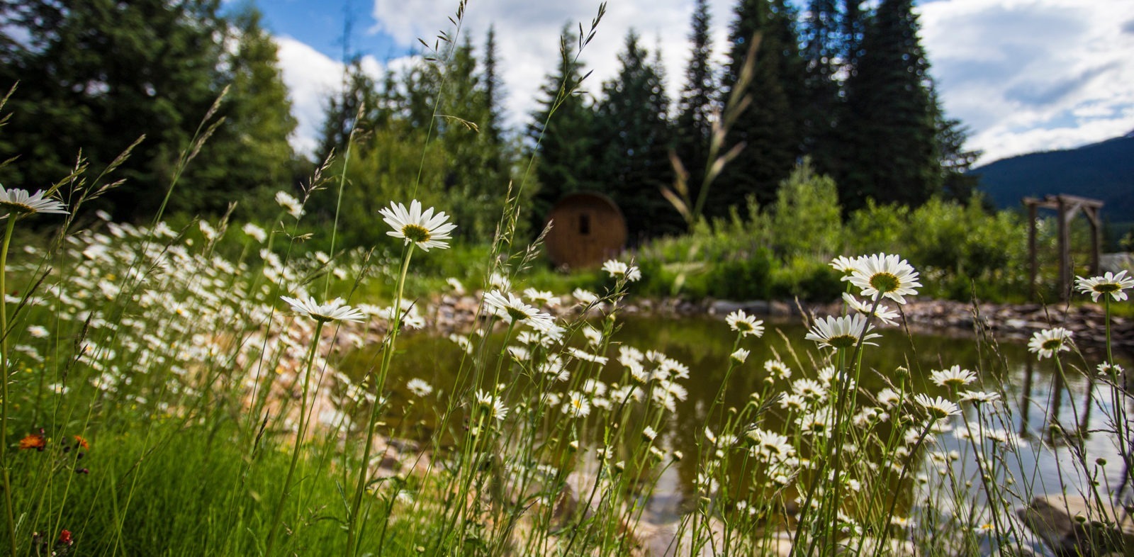 White daisies near water with cabin in background amongst the woods