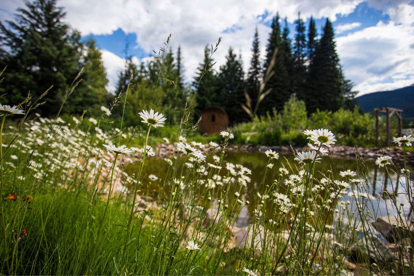 White daisies near water with cabin in background amongst the woods