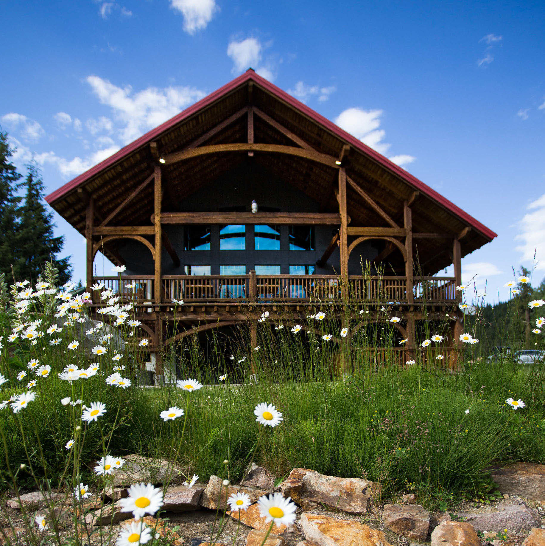 Daisies in front of the lodge