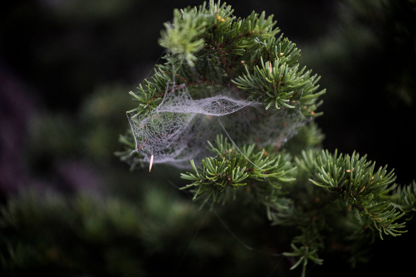 Close up of a web on a pine tree branch