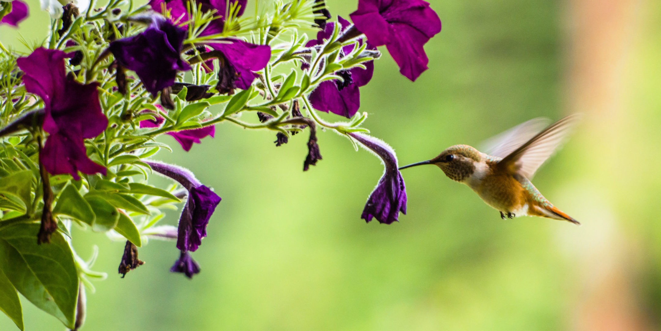 Hummingbird feeding on a flower