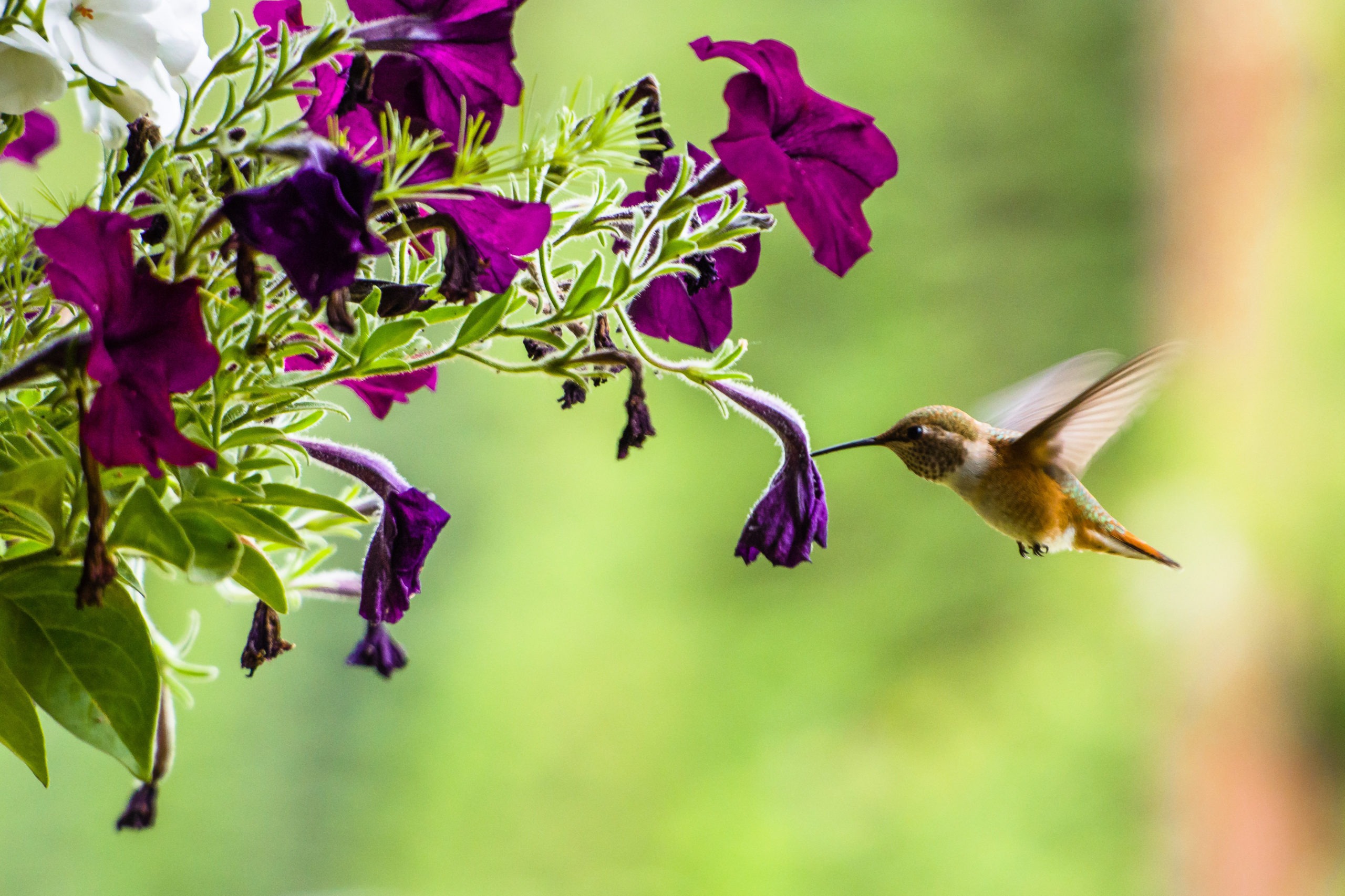 Hummingbird feeding on a flower