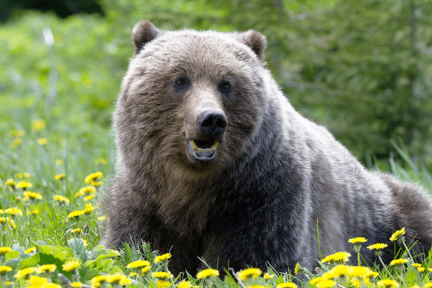 Grizzly Bear in Flowers