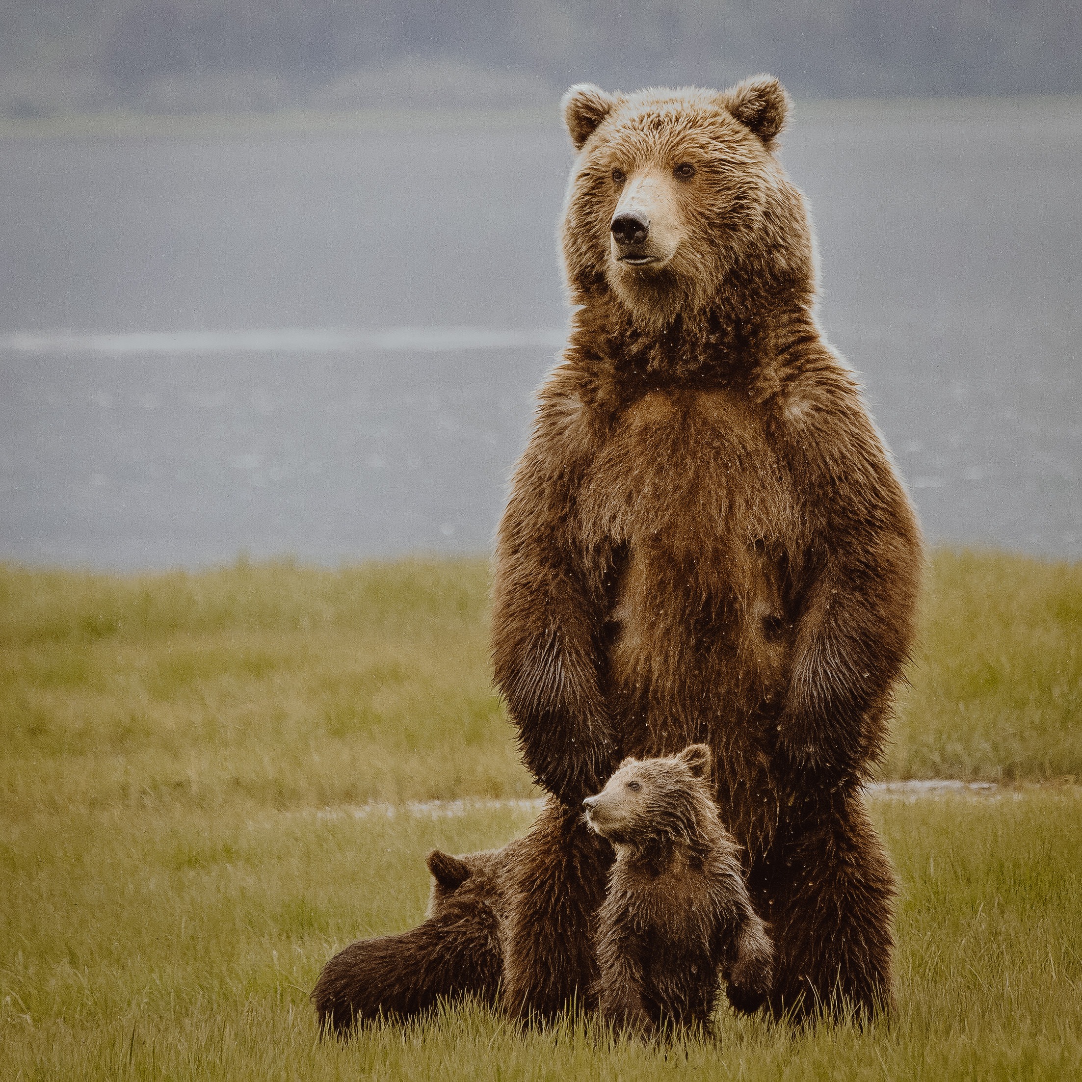 Grizzly Bear Cubs Reno Sommerhalder
