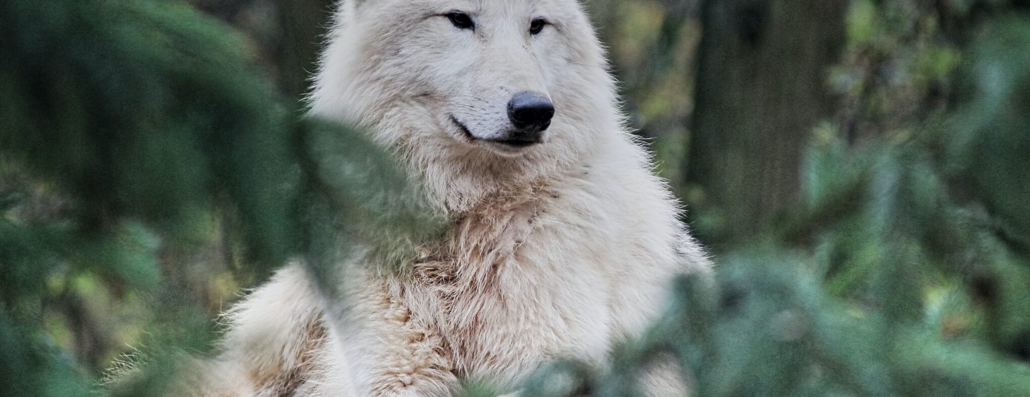 white wolf in the trees lying down